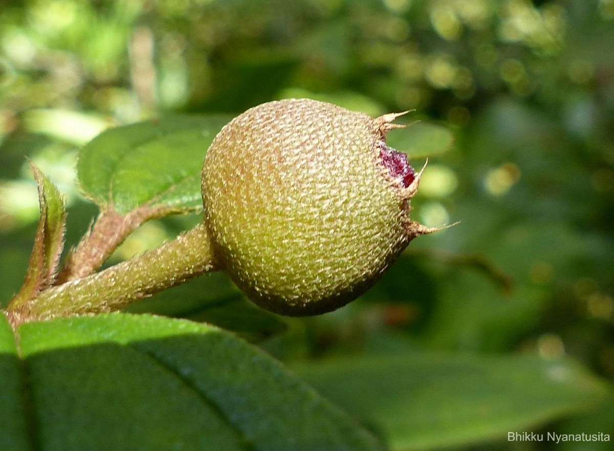 Melastoma malabathricum L.